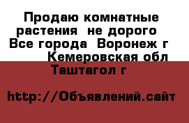 Продаю комнатные растения  не дорого - Все города, Воронеж г.  »    . Кемеровская обл.,Таштагол г.